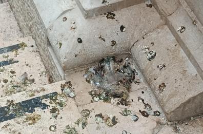  «All'ufficio postale di Foggia Centro escrementi e piccioni morti»: la segnalazione di un lettore