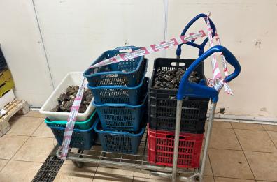 Massafra, sequestrati 150 kg di molluschi non idonei alla consumazione