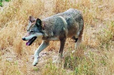 Nuovo assalto in una villa a Leuca: altro cane ucciso dai lupi