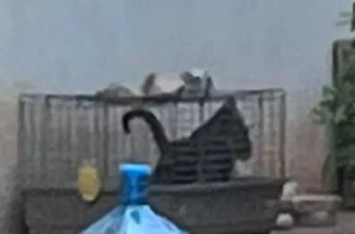 Ostuni, gattini chiusi in gabbia e legati con una corda: denunciati madre e figlio