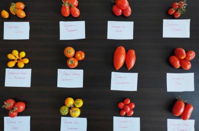 Bari, la biodiversità è a rischio: «Frutta e verdure antiche varietà perse per sempre»
