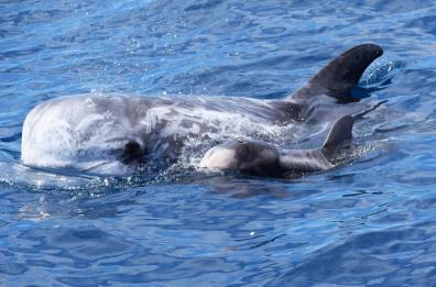Il golfo di Taranto culla dei cetacei: parola dei ricercatori della Jonian Dolphin Conservation