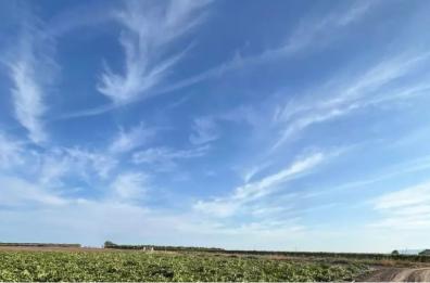 San Severo, tagliati i tiranti ad un vigneto: ennesimo episodio vandalico contro gli agricoltori del Foggiano