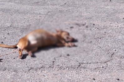 Cucciolo di cane seviziato e lasciato morire per strada a Taurisano. È caccia ai colpevoli
