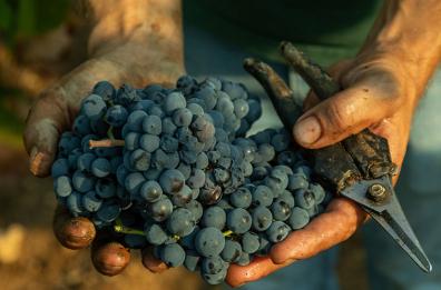 Primitivo di Manduria, vendemmia in calo del 40%: i dati del Consorzio di tutela