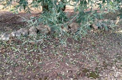 Grandinata killer abbatte oliveti e spezza rami e foglie nel Barese: la conta dei danni
