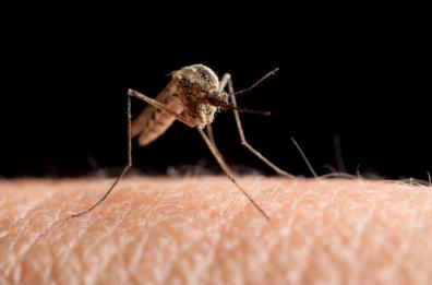 Febbre del Nilo, l'Iss: «In una settimana 51 nuovi casi, il virus circola anche in Puglia»