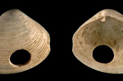 «Dai buchi sulle conchiglie la prova scientifica: l’Adriatico sta morendo»