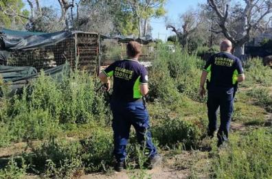 Orrore a Lucugnano, impicca dei gatti perché lo infastidiscono: denunciato un pensionato