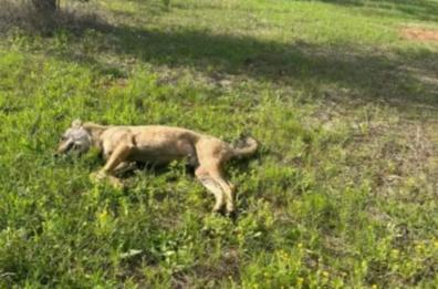 Orrore a Castiglione d’Otranto, spara a un cane e lo lascia morire in agonia 