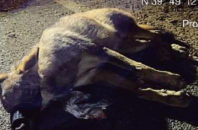Non ce l'ha fatta la lupa investita a Castrignano del Capo: è morta dopo due ore dal ricovero. «Ora è allarme per i cuccioli»