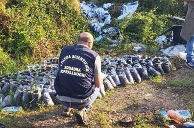 Blitz nel campo rom a Panareo:  sequestrate due piantagioni di marijuana e un chilo e mezzo di sostanze stupefacenti