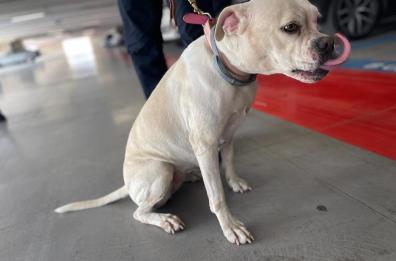 A Bari la storia di Luna, cagnolina abbandonata e adottata dalla famiglia di Aeroporti di Puglia 