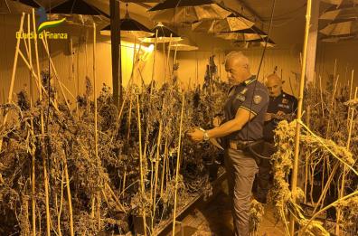 Canosa di Puglia, coltivava in serra cannabis per oltre 2 milioni e mezzo di euro: denunciato 40enne