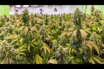 San Severo, scoperta area di 5mila mq coltivata a marijuana: 5 arresti
