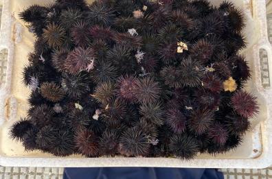 Gallipoli, Guardia Costiera scopre pescatore con 450 ricci nonostante il fermo