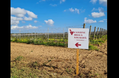 Fallimento della coop antimafia, Ciotti «Tante bottiglie di vino non vendibili»