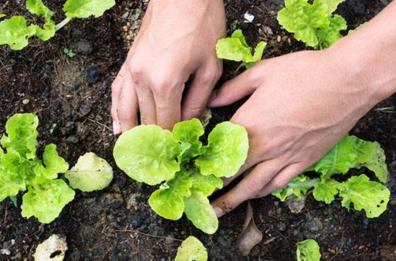 Maltempo nel Materano, a rischio orti e coltivazioni di agrumi, cavolfiori e fragole