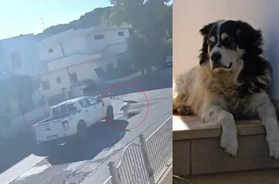 Uggiano Montefusco, investe il cane e scappa: morto Ettore, l'animale di quartiere. Autista individuato e denunciato
