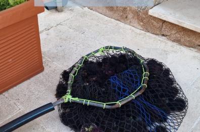 Melendugno, pescatore abusivo pizzicato in spiaggia con 173 ricci di mare: multato