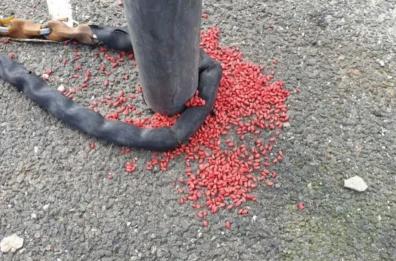 Fasano, esche con veleno per topi disseminate nelle strade. È allarme per cani e gatti