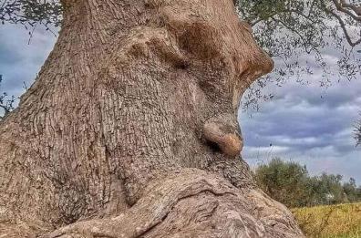 Nelle campagne di Ginosa c'è un ulivo secolare dal volto umano: ecco l'albero «pensante»