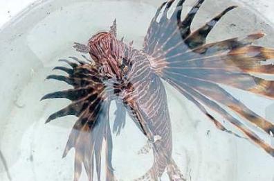 Il Mediterraneo sempre più mare tropicale: pescato a Gallipoli un pesce scorpione