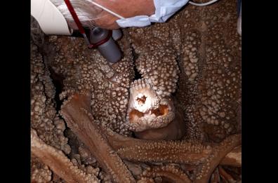 L’uomo di Altamura a Lamalunga: uno dei proprietari della grotta risarcito per il ritardo del premio