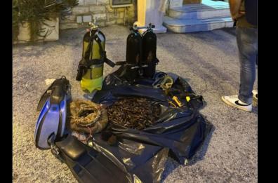 Barletta, sigilli a quintali di mitili, anche datteri di mare