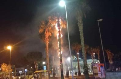 Porto Cesareo, bimbi lanciano dei petardi e danno fuoco a una palma: identificati