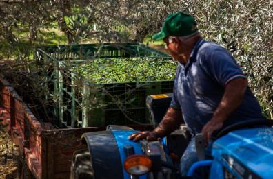 In Puglia produzione di olio in calo, tra frodi in agguato e lo spettro Xylella