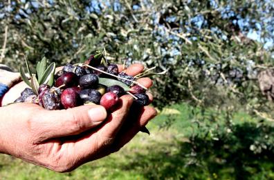 Basilicata, turismo e marketing territoriale con i 5 distretti del cibo lucano