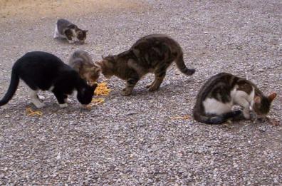 Brindisi, nel mirino la colonia felina: a Capodanno in 3 fanno esplodere la casa dei gatti