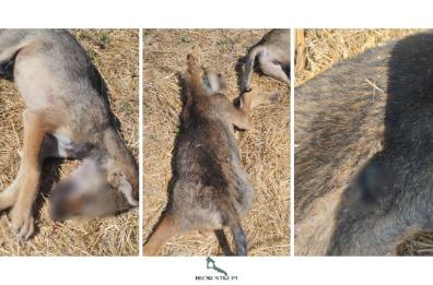 Mesagne, caccia di frodo ai danni del lupo nel Salento: uccisi due cuccioli. È caccia al bracconiere