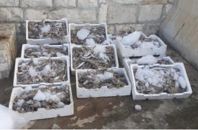 Barletta, pesca abusiva con reti a strascico: sequestrati 70 chili di pesce