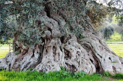 Alberi monumentali: in Puglia ce ne sono 216. E nella Piana degli Ulivi ci sono alberi vecchi di 3mila anni