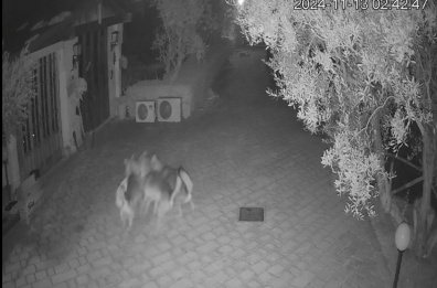 Specchia, i lupi tornano all'attacco: il branco entra in una villa e sbrana il cane 