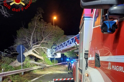 Paura a Monopoli, grosso albero cade in piena notte e invade la SS16. Disagi anche a Gallipoli per un palo della luce divelto