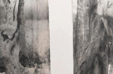 Dal Salento a Frascati, la mostra di Giulia Barone e lo studio sugli ulivi giganti malati di Xylella