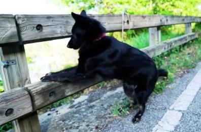 Galatone, abbandona il cane legato e senza cibo: 51enne denunciato per maltrattamenti 