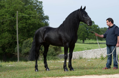 Martina Franca dà l'addio a Paisiello, il cavallo murgese che ha lasciato 200 esemplari