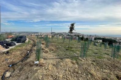 Matera, tornano gli alberi a «Serra Rifusa»
