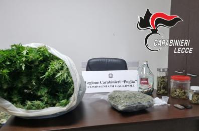 Gallipoli, erba e pianta di cannabis in casa: arrestato 28enne per spaccio
