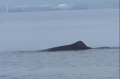 Taranto, di fronte all'isola di San Pietro  lo spettacolo di un capodoglio che nuota