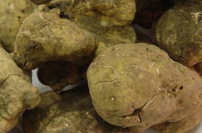 Tartufo bianco a Matera: due giorni con i «Tesori della terra»