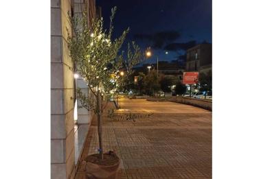 A Ostuni le luci di Natale abbelliscono 300 ulivi per sensibilizzare sulla Xylella