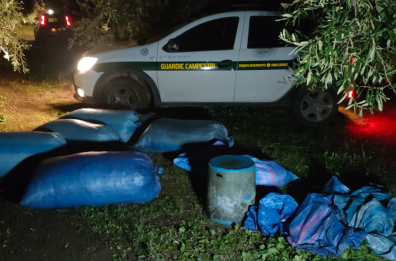 Andria, non si placa l’allarme per i predoni in campagna: guardie campestri sventano furto di 10 quintali di olive