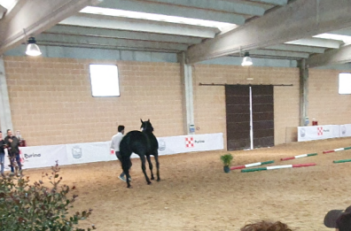 La fiera del cavallo murgese,  sono novanta i puledri in gara per la 69ma edizione del concorso