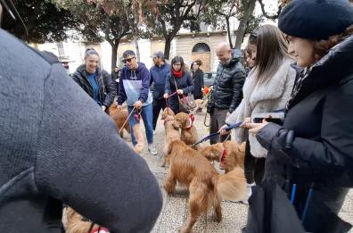 Mattinata di raduni nel centro di Bari: la passeggiata dei cani e l'esposizione delle Porsche per gli auguri di Natale