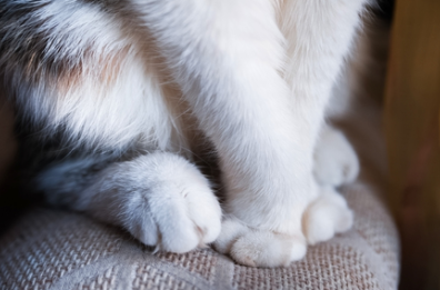 Salento, gatto ucciso e appeso allo sportello di un'auto: è caccia al responsabile